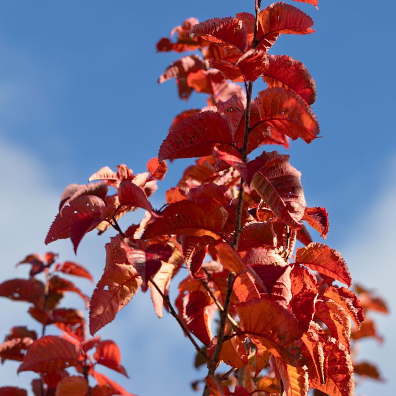 Prunus 'Tiltstone Rocketfire'