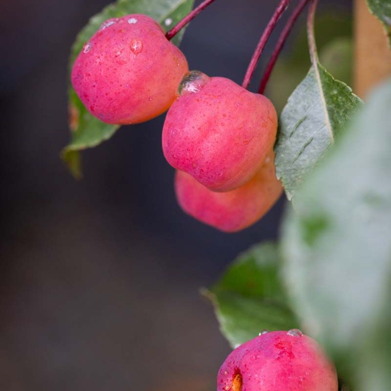 Malus 'Rudolph'