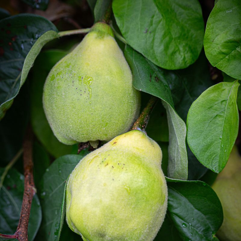 Quince Meeches Prolific
