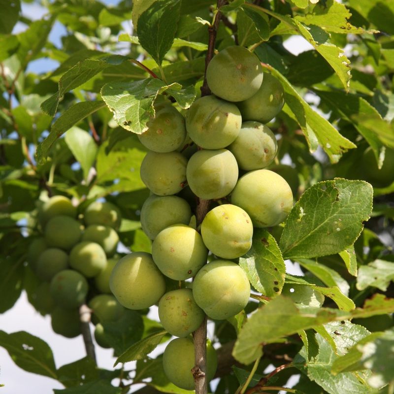 Gage Old Greengage 1