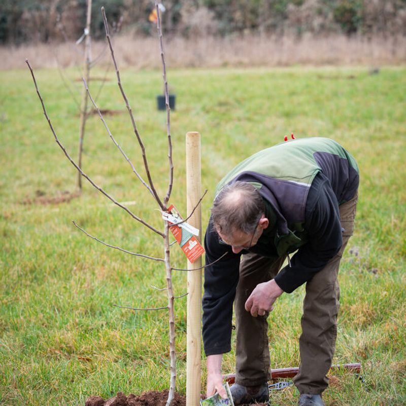 Autumn best for planting trees