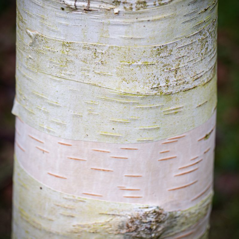 Betula utilis 'Moonbeam'
