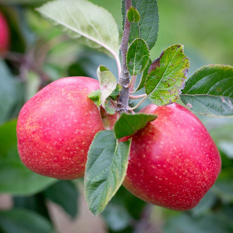 Adam's Pearmain
