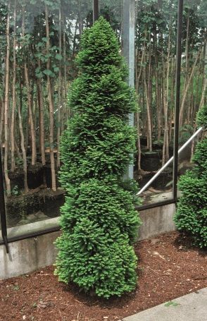 Taxodium distichum 'Pévé Minaret'