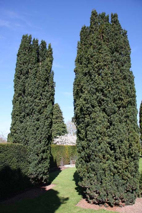 Taxus baccata 'Fastigiata'