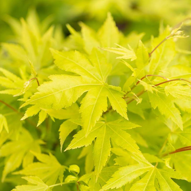 Acer palmatum 'Orange Dream'