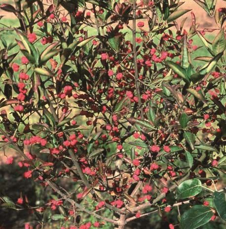 Euonymus hamiltonianus 'Indian Summer' 2