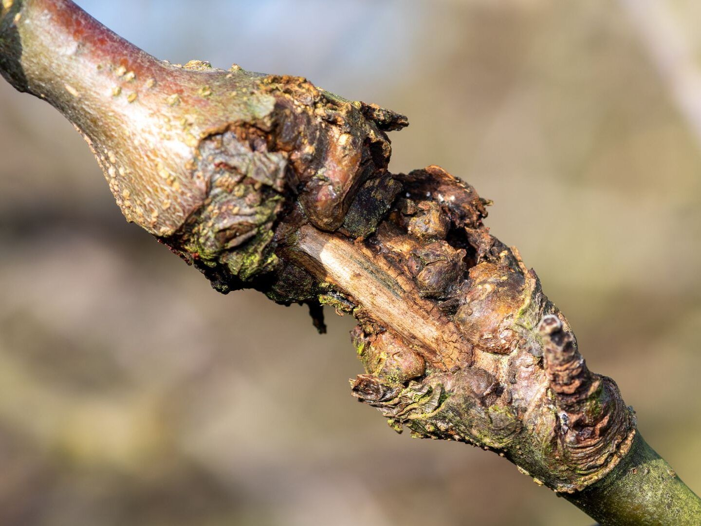 pests and disease