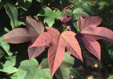 Liquidambar acalycina
