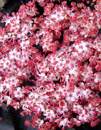 Sambucus nigra porphyrophylla 'Black Tower'® (Eiffel)