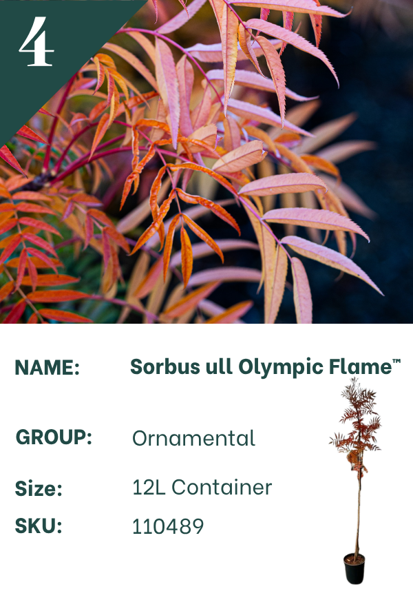 Sorbus ulleungensis ‘Olympic Flame’™
Rowan & Whitebeam