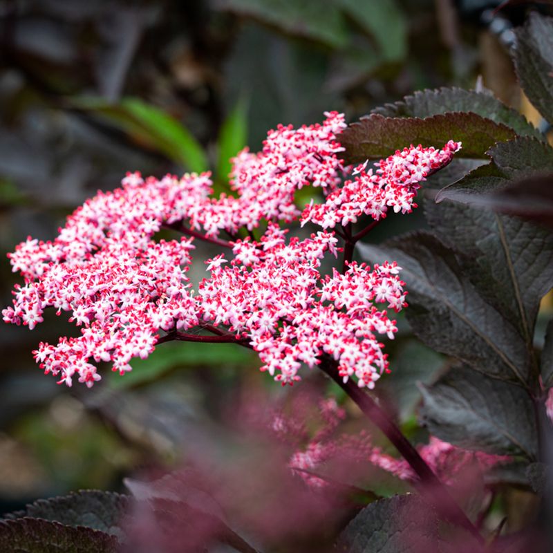 Sambucus nigra porphyrophylla 'Black Beauty'® (Gerda)
