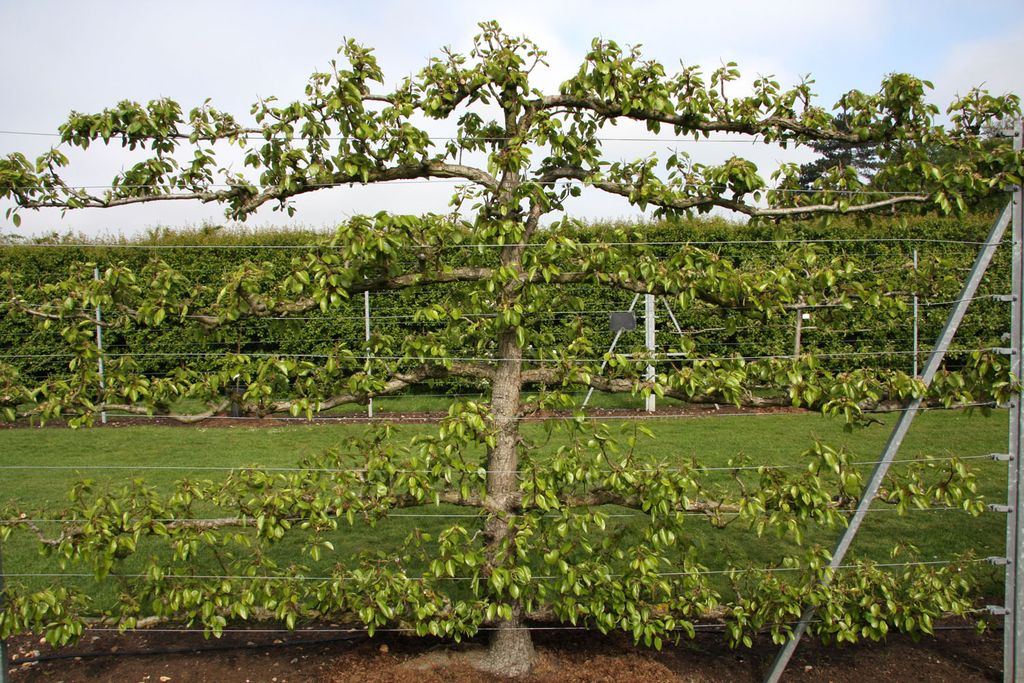Frank P Matthews Espalier Tree