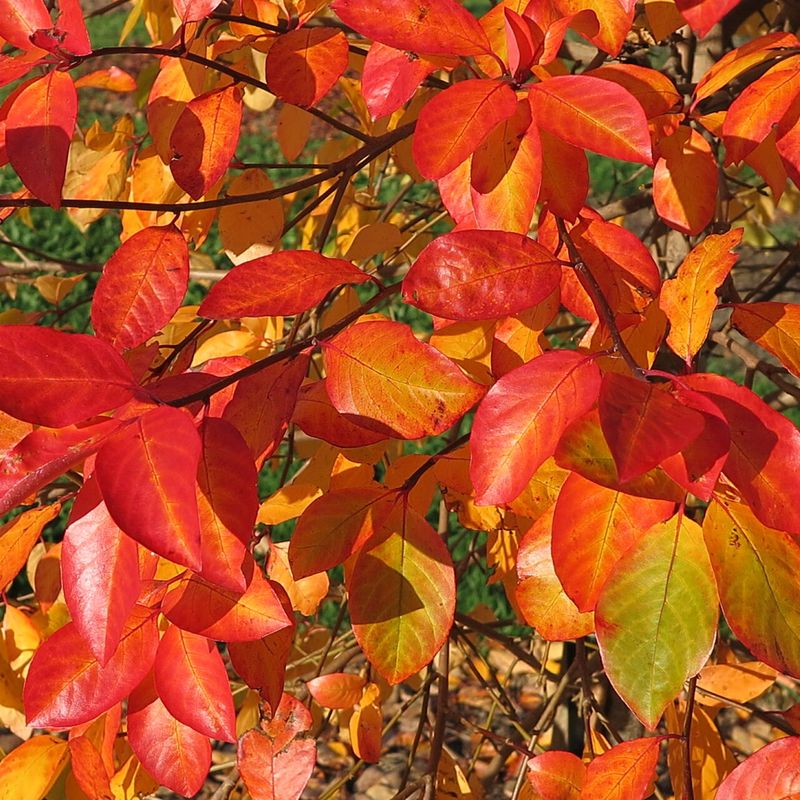 Trees for Autumn Colour 26