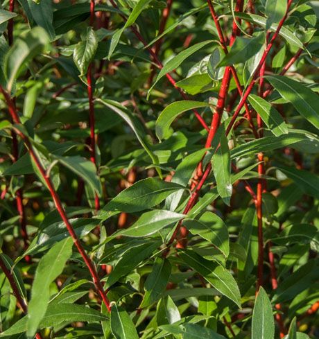 Salix alba vitellina 'Britzensis' 2