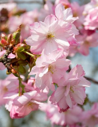 Prunus 'Beni-yutaka' 2