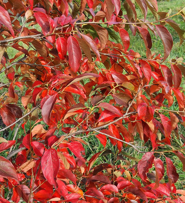 Nyssa sinensis 'Inferno'