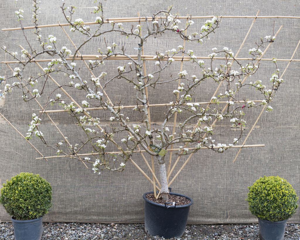 RHS Chelsea Flower Show Trained Trees