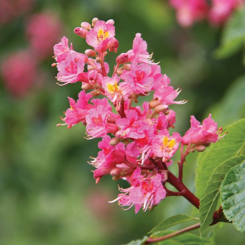 Aesculus x carnea 'Briotii'