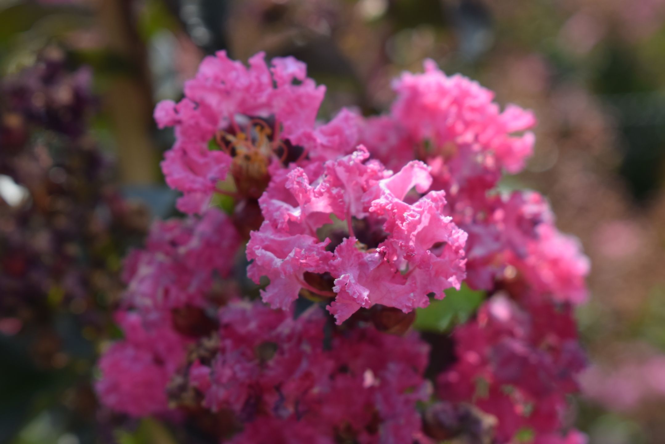 Lagerstroemia ind Rhaposdy in Pink