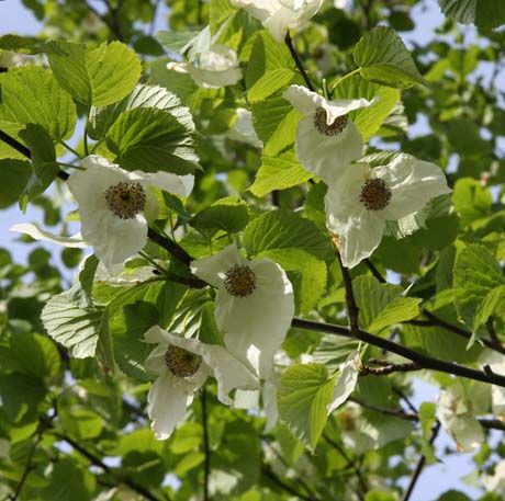 Davidia involucrata