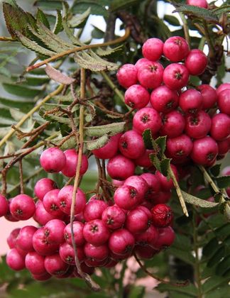 Sorbus 'Glendoick Spire'™ 1