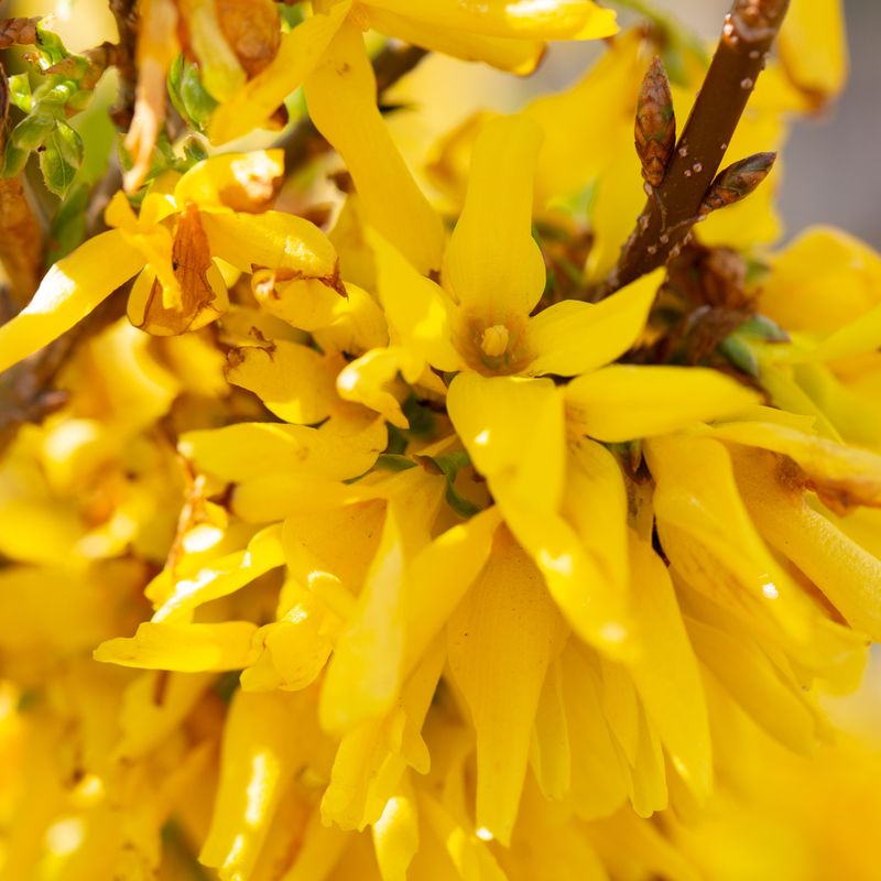 Forsythia x intermedia 'Lynwood'