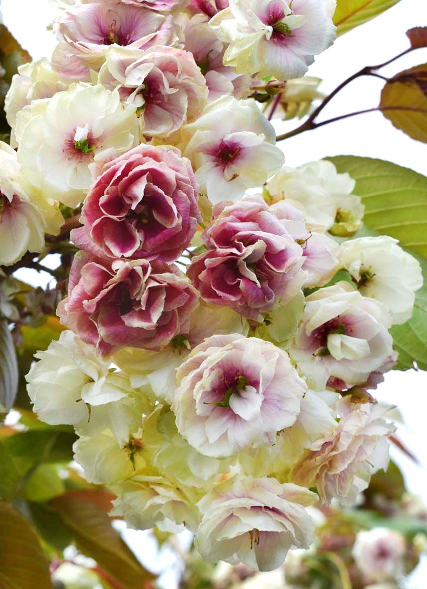 Prunus ‘Sumaura Fugenzo Japanese Lantern™’