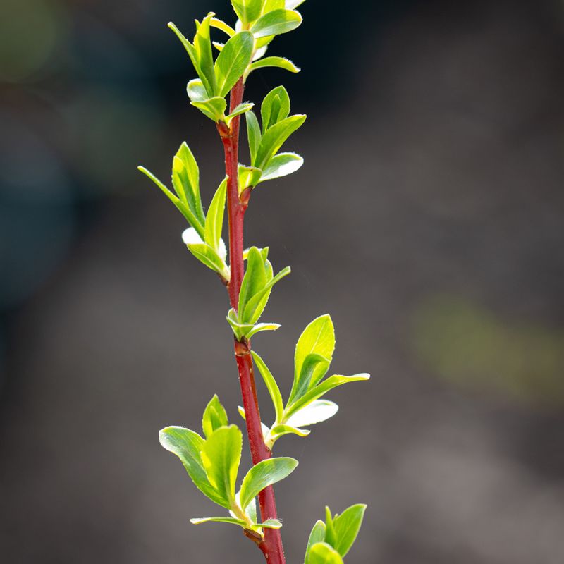 Salix alba vitellina 'Yelverton'