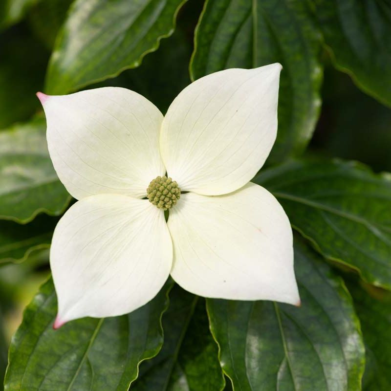 Cornus kousa 'Teutonia'