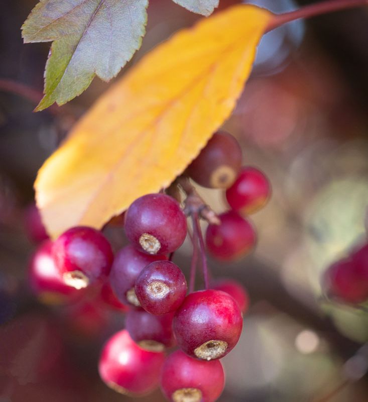Malus 'Scarlett'® Fruit