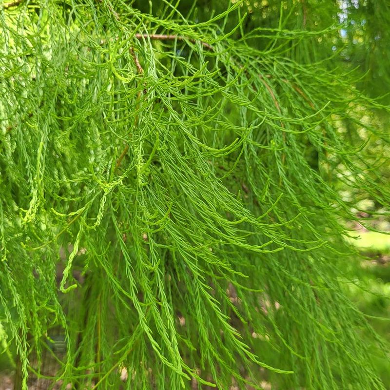 Taxodium distichum var. imbricarium 'Nutans'
