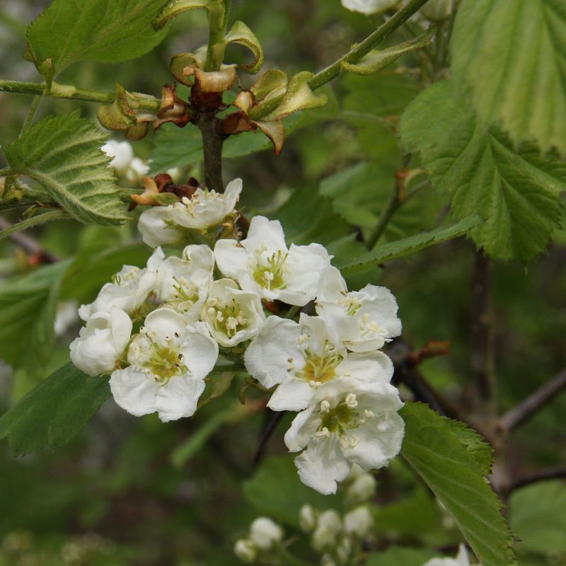 Crataegus monogyna (Hedging)