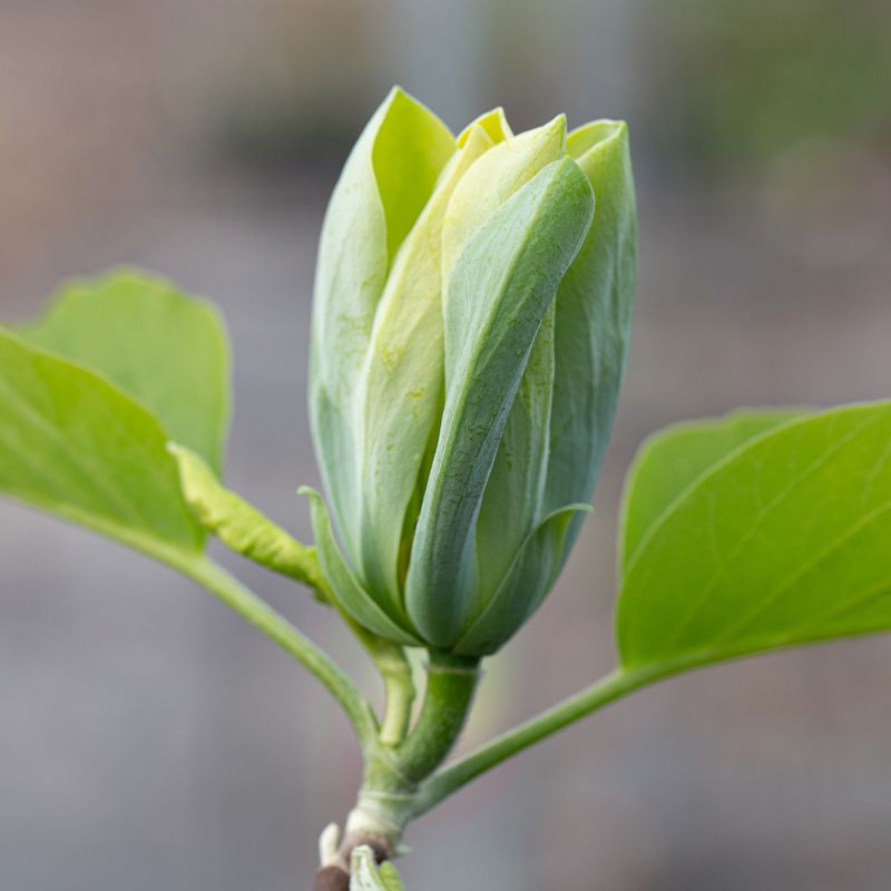 Magnolia 'Blue Opal'