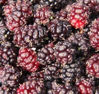 Chelsea (King James I) 2