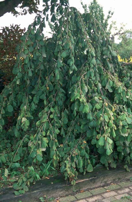Corylus avellana 'Pendula'
