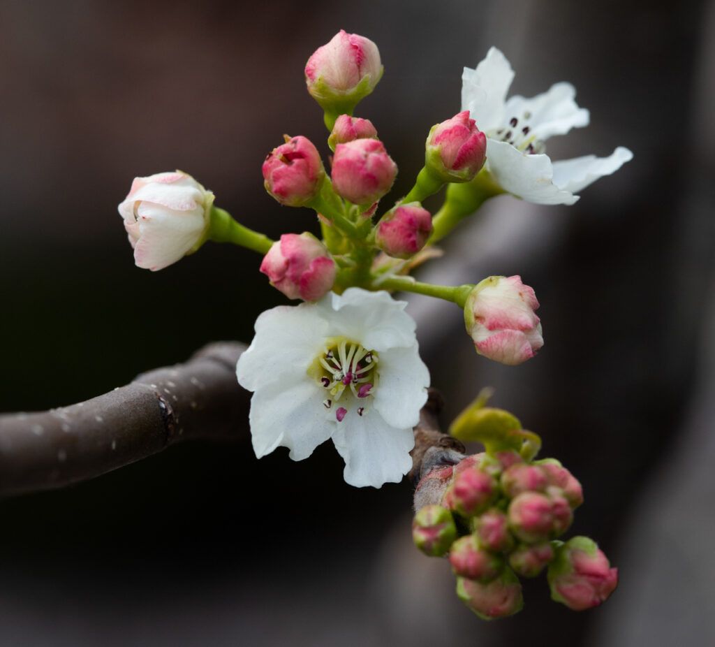 Pyrus Chanticleer Drought Tolerant 
