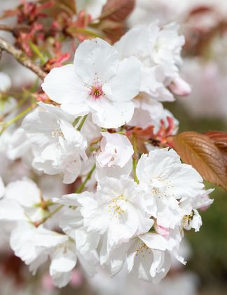 Prunus 'Chocolate Ice'