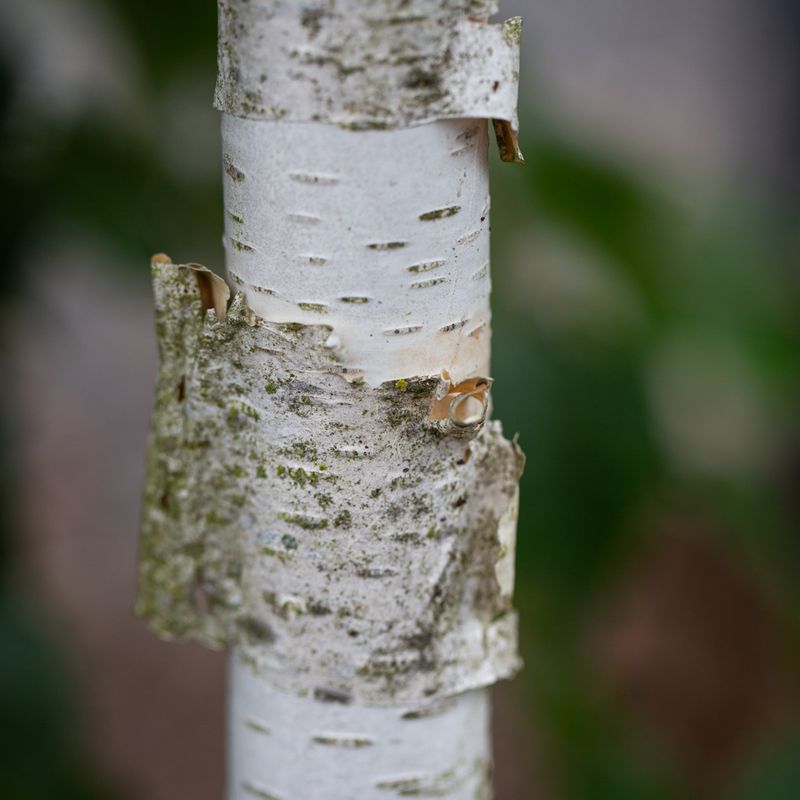 Betula utilis var. jacquemontii 'McBeath'