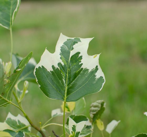 Liriodendron tulipifera 'Snow Bird'®
