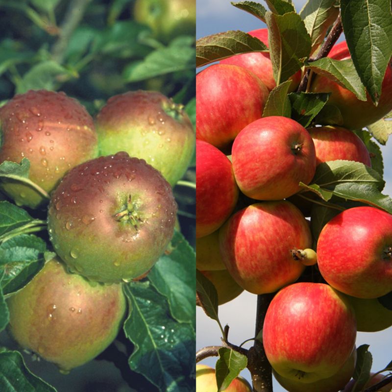 Red Falstaff®, Cox Self Fertile (Family)