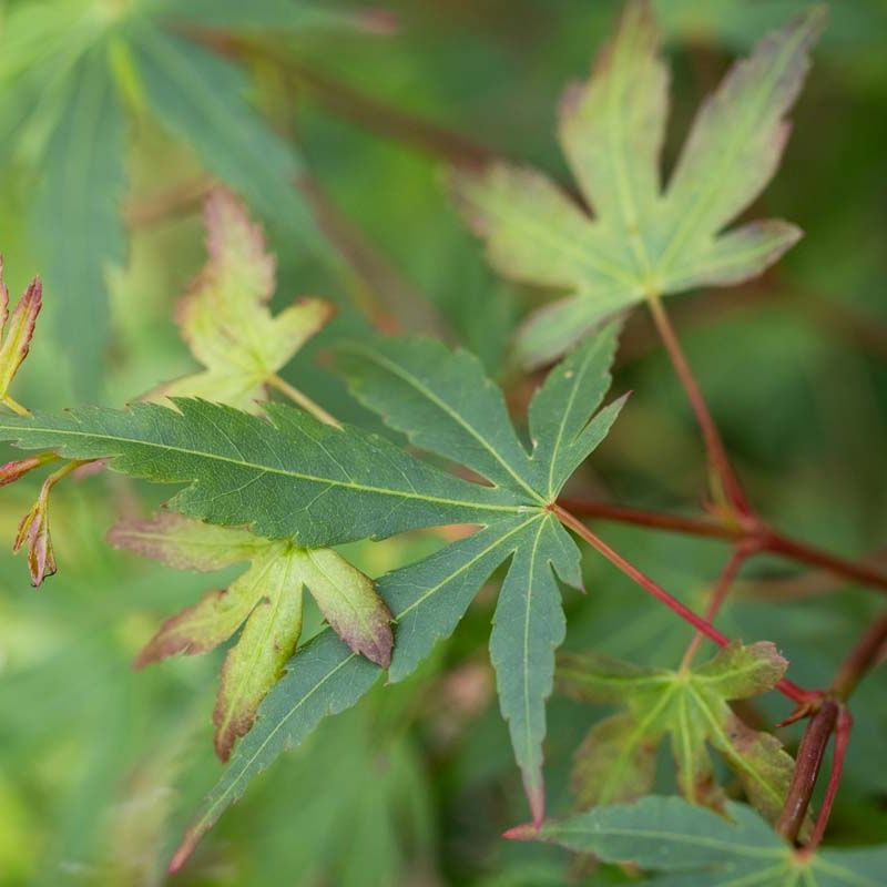 Acer palmatum 'Sango kaku'