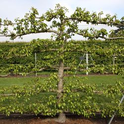 Frank P Matthews Espalier Tree