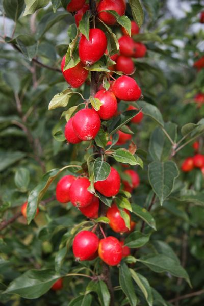 Malus 'John Downie' Fruit