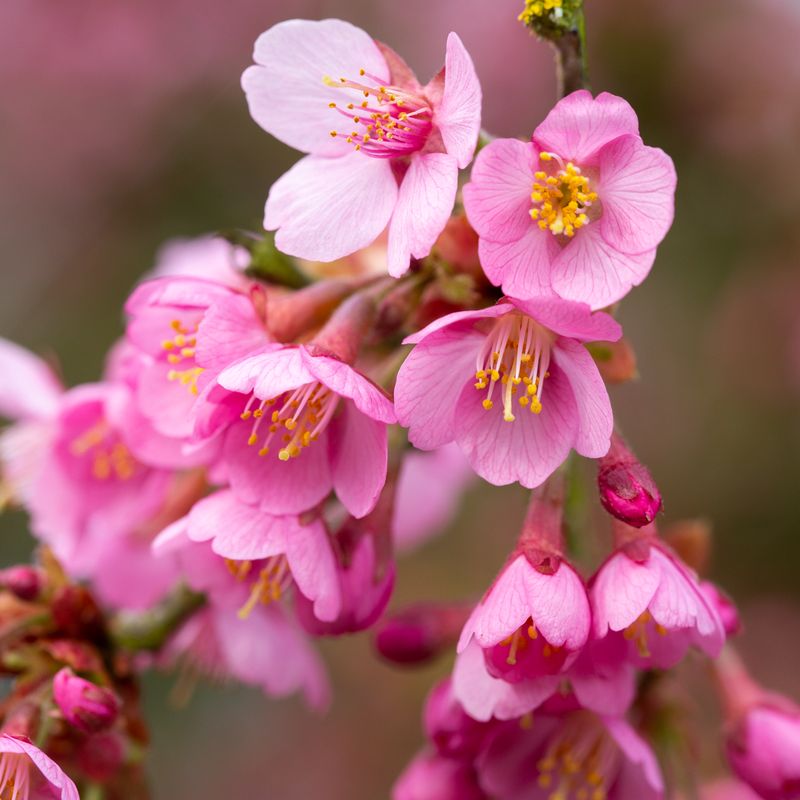 Prunus Kursar