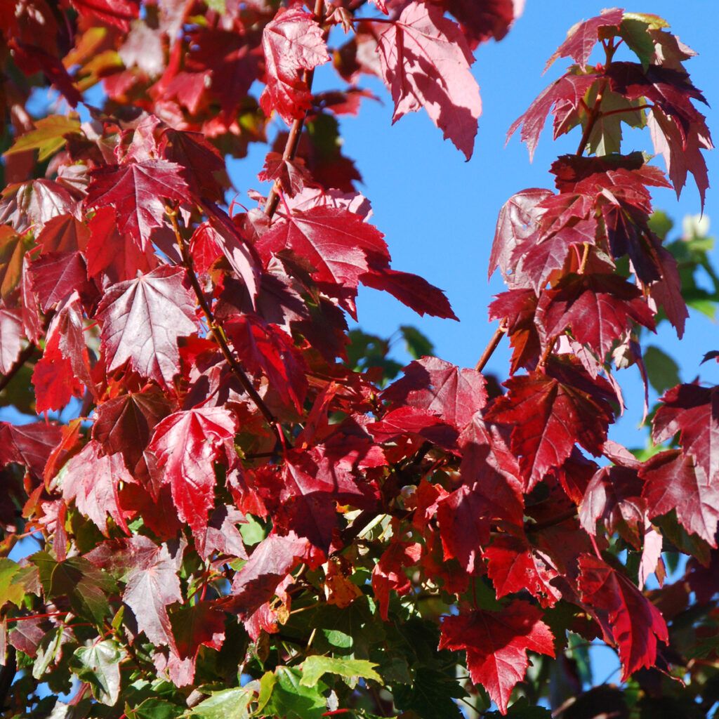Best Trees For Autumn Colour