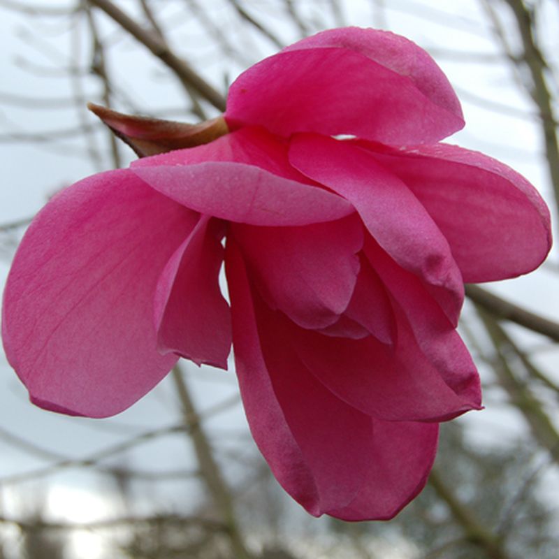 Magnolia 'Purple Breeze'