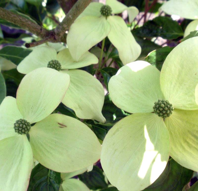 Cornus kousa 'National'