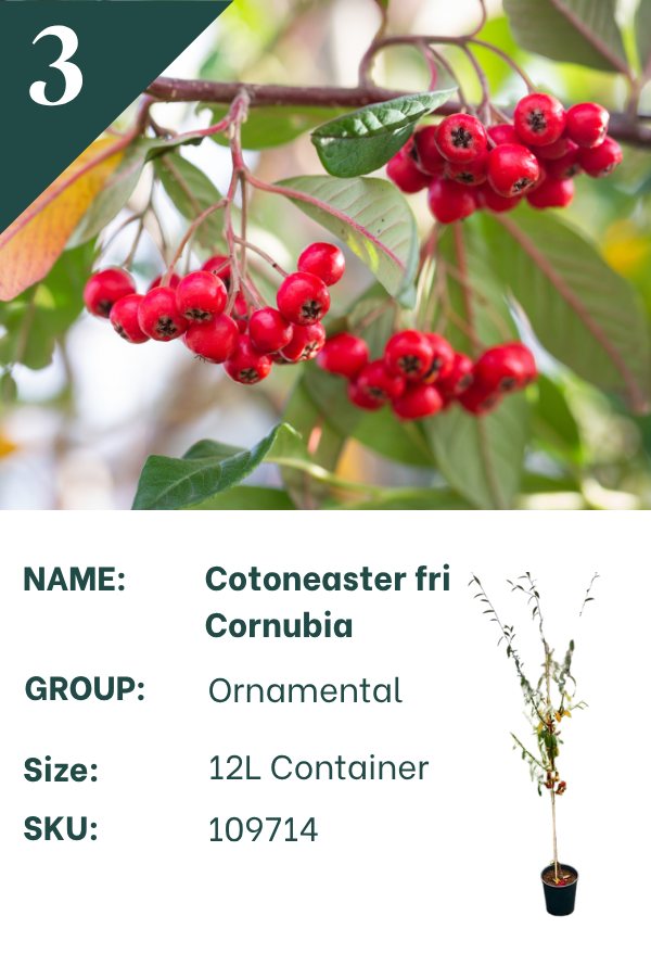Cotoneaster frigidus ‘Cornubia’
Cotoneaster
