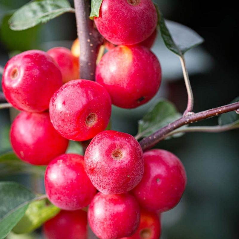 Malus 'Gorgeous'